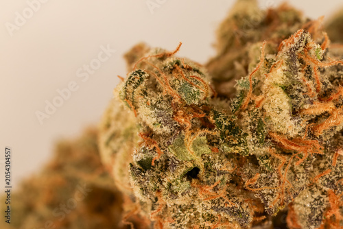 Photos Close-Up Macro Photograph of Cannabis Bud With Trichomes and Orange Pistils on N