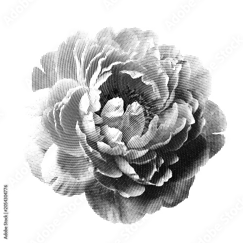 Detailed halftone illustration of a blooming peony flower in black and white with intricate petal details PNG Isolated on transparent background