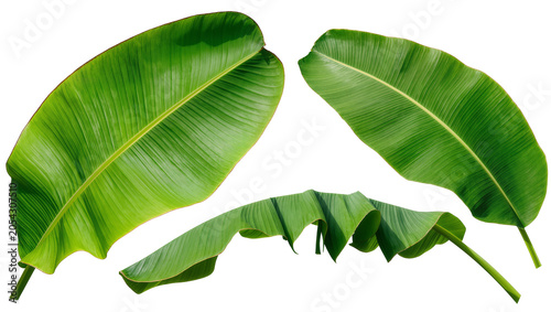 Canvas Print Three vibrant green banana leaves with prominent veins, isolated on transparent