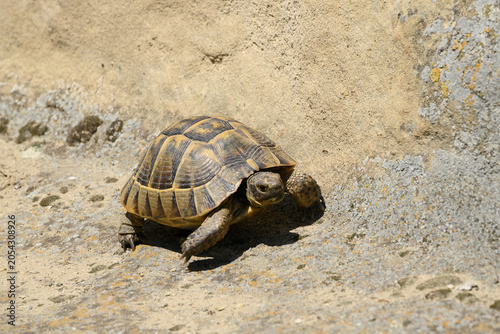 Land tortoise walking on dry rocky ground