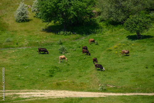 Cattle grazing in a green meadow