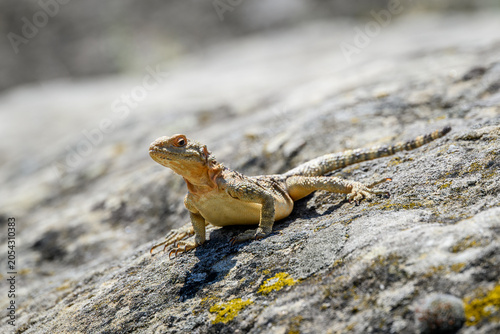 Small lizard basking on a sunlit rock
