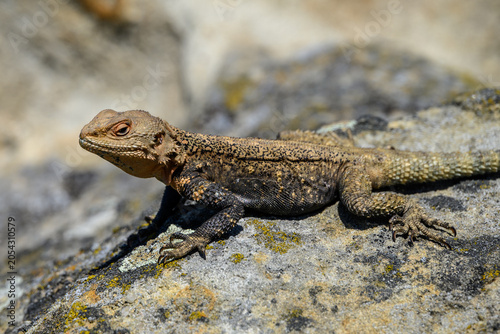 Brown lizard resting on a sunlit rock