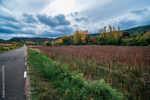 Rural Road Beside Dry Sunflower Field Under Dramatic Cloudy Sky