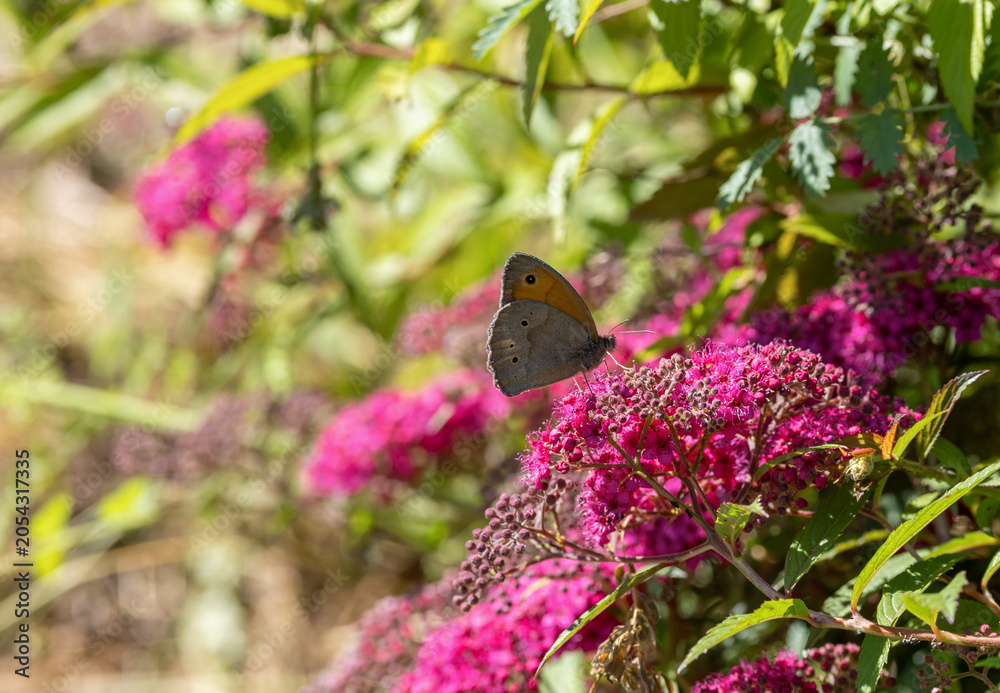 Obraz premium A brown butterfly, Maniola jurtina, on pink flowers in a garden in early summer 