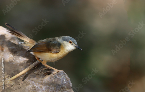 The Ashy Prinia is a small, energetic songbird with soft grey-brown plumage and a long tail. Common in grasslands and scrublands, it is known for its lively movements and distinctive calls.