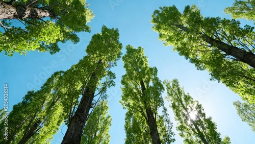 Tall trees reaching sky
