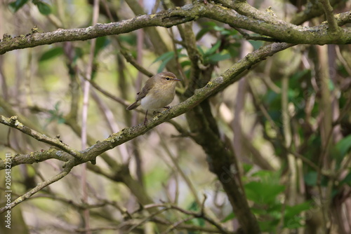 the common chiffchaff (Phylloscopus collybita)