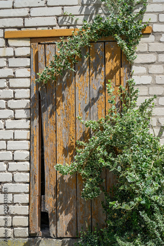 Old broken wooden door on a white brick wall overgrown with green ivy plant.