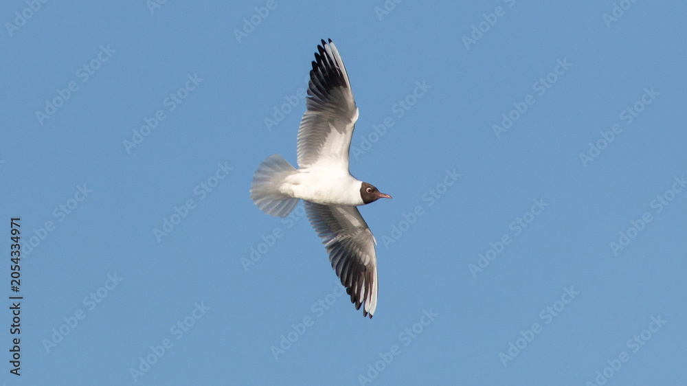 Obraz premium seagull in flight