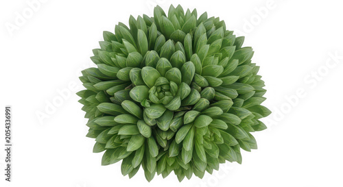 Top view of round green succulent plant on transparent background