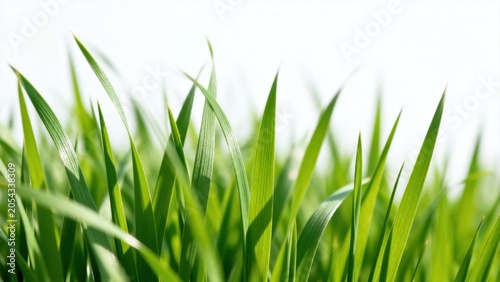 Closeup of Green Grass Blades