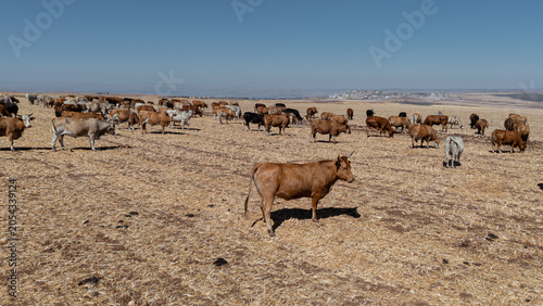 Foto High Angle Aerial View of Numbered Cattle Herd on Harvested Agricultural Farmlan