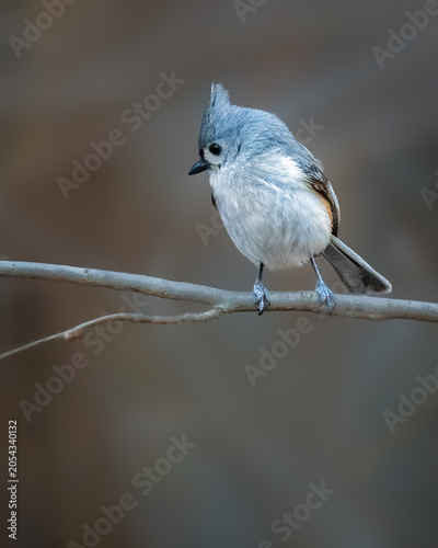 Canvas Print A small bird with a distinctive tuft of feathers on its head is perched delicately on a thin branch