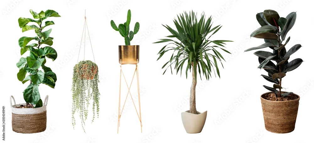 Fototapeta premium Diverse indoor potted plant collection elements isolated on white