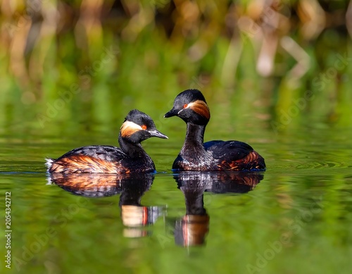 Two small, dark birds with red eyes and markings float on calm, green water. Lush, blurred vegetation forms the background