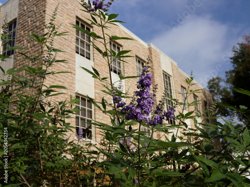 Purple Flowers Near Cherokee County Courthouse in Rusk TX