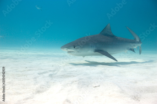 Tiger shark in the Bahamas