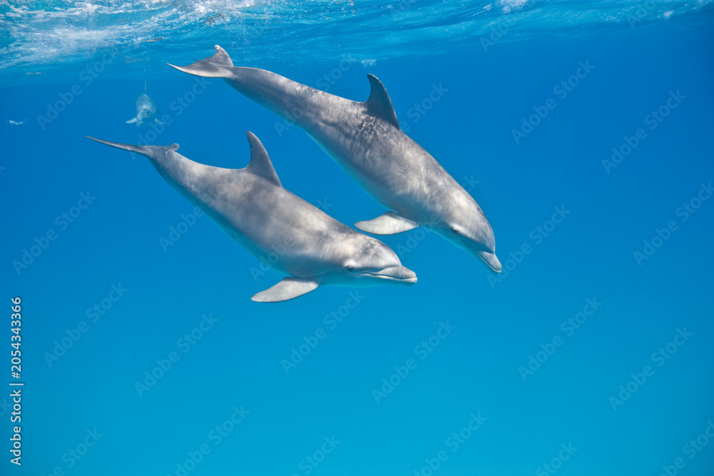 Obraz premium Bottlenose Dolphins swimming near the Bahamas