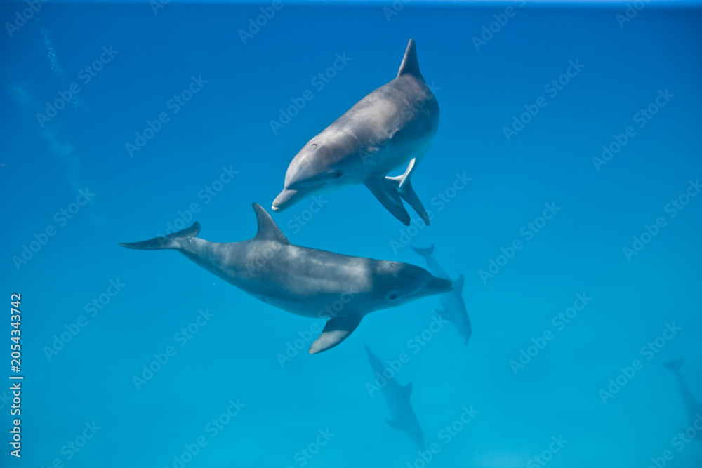 Obraz premium Bottlenose Dolphins swimming near the Bahamas