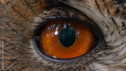 Extreme close-up of an owl eye with a forest silhouette reflected in the iris. Concept of wildlife, vision, nature, predator instincts, biodiversity, and forest conservation.