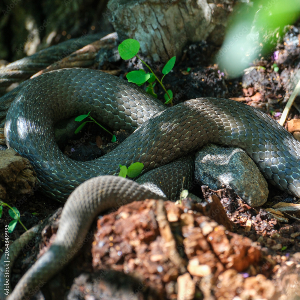 Obraz premium Slithering serpent winding through forest underbrush at midday