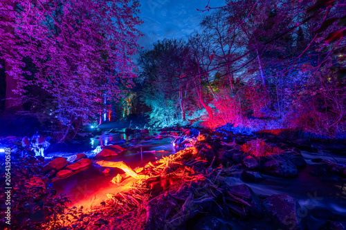 Park Nature trees illuminated at night colorful light play atmosphere
