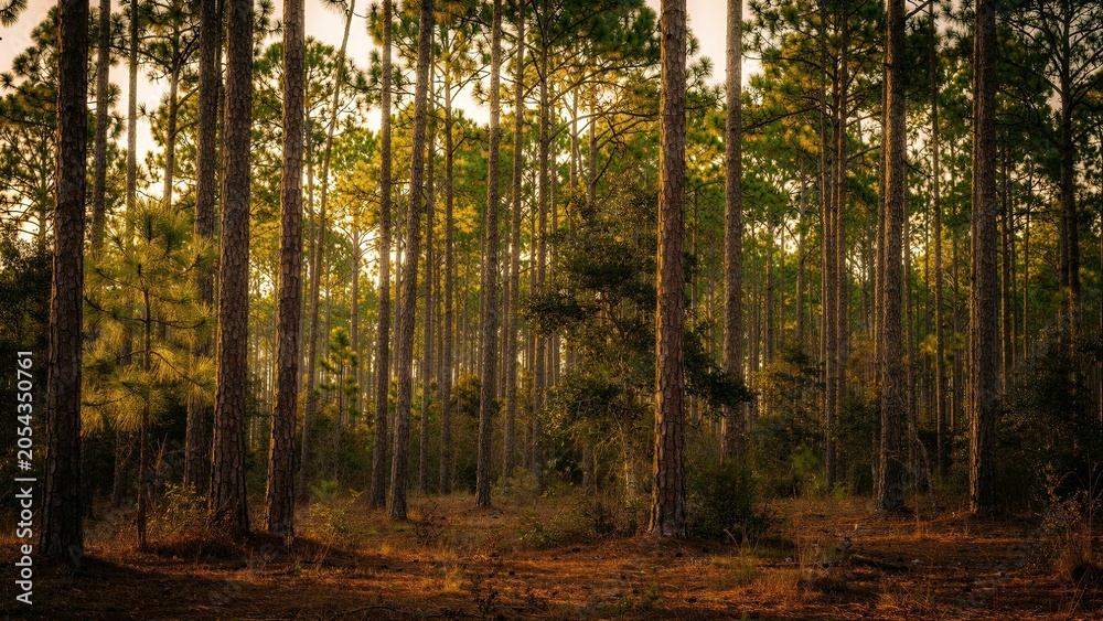 Fototapeta premium tall trees in forest landscape.