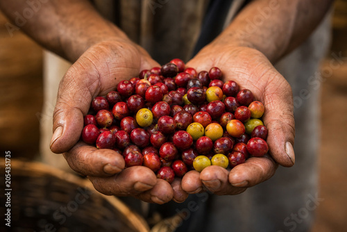 Freshly Harvested Ripe Coffee Cherries in Hands