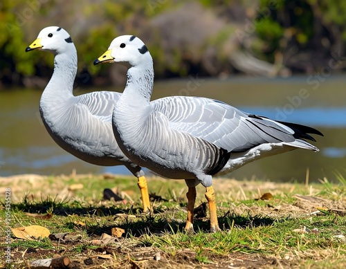 Two stately waterfowl stand on green grass near a body of water with trees in the background, showing their elegant gray and white plumage