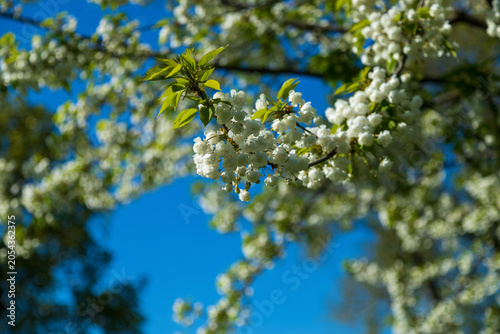 Fotografie Beautiful branch of blooming cherry tree with lush white flowers against blue sky