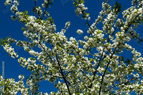 Foto White cherry tree blossoms cover branches against vivid blue sky