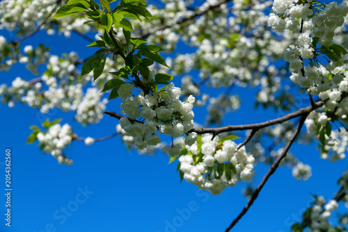 Canvas-taulu White cherry blossoms cover branches against vivid blue sky