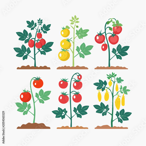 Collection of Tomato Plants with Different Fruits