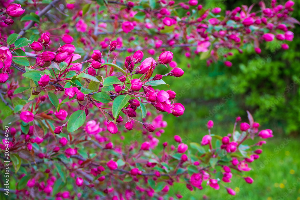 Fototapeta premium Beautiful crabapple branch with bright pink blossoms and buds. Blooming decorative apple tree in spring. Perfect template for your projects.