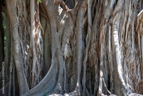 Bild auf Leinwand Moreton Bay fig tree (Ficus macrophylla) located in Garibaldi park in Palermo, Italy