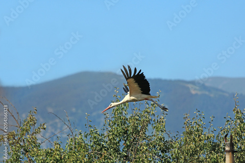White stork flying in Rose Valley, Bulgaria	