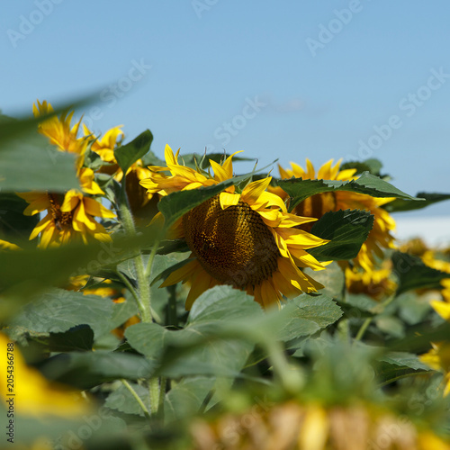 A beautiful sunflowers stands tall among a field of sunflowers. Bright yellow petals contrast with green leaves