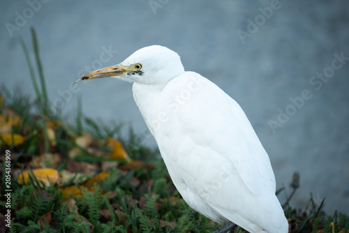 Cattle egret side profile view by a riverbank in autumn