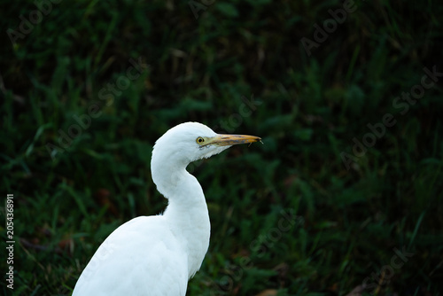 White egret profile portrait with dark green grass background