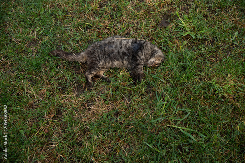 Lifeless tabby cat lying on the ground, concept of pet loss
