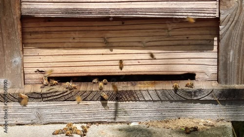養蜂場　巣箱の出入り口からミツバチが飛び立つ動画