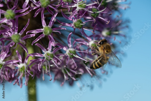 A close-up of a bee searching for pollen on ornamental garlic. The background is a blue sky.
