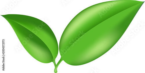 realistic leaf image. Herb summer sign. for interior, gardening, holiday. Eco botanical poster , transparent, png