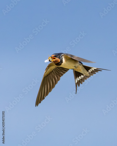 Photography Barn Swallow Catching Bee in Flight