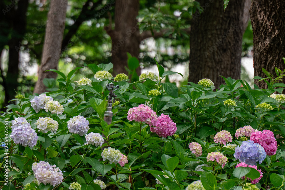 Obraz premium 紫陽花