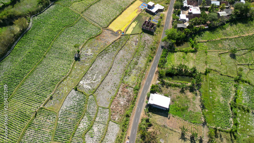 Quadro em tela Stunning overhead panorama of Lombok tobacco plantations showing agricultural pa