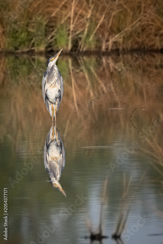 A grey heron hunting in the morning
