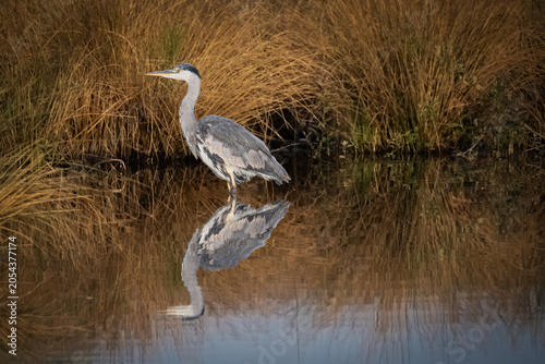 A grey heron hunting in the morning
