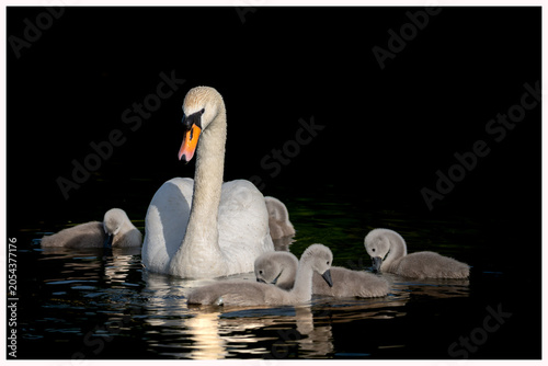 A family of young swans